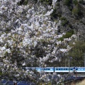 しなの鉄道115系@S11編成（春）