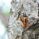 ウマノオバチ/ Euurobracon yokahamae