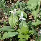 坂戸山　ころがります・・・