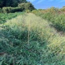 カボチャを草藪から蹴り出す