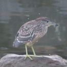 ゴイサギの幼鳥　～ポテサラドッグの朝ご飯、大根のそぼろ煮の晩ご飯～