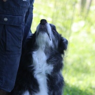 【犬のいる暮らし】黄色の背景が今年は早い！ついつい先の季節のことを考える！