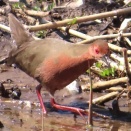 緋水鶏（ヒクイナ）を撮る🐦（多々良沼公園）