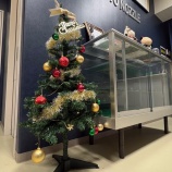 『作戦大成功！？🎄』の画像