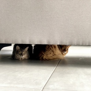 私がキッチンに猫スペースを作った理由 365日のとっておき家事 Powered By ライブドアブログ