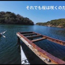 漕ぎ日記（26年10th）それでも桜は咲くのだろう