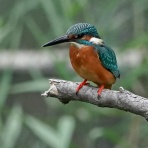 tamsan'sリストア2