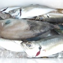 12月8日（月）晴　今日の釣果（２人分）☆☆