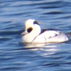 渓流釣りと食べ歩き桐生岩魚のブログ