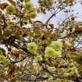 4月9日（木）の花🌸三昧•4…造幣局桜の通り抜け2