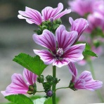 ヒロシマの視線