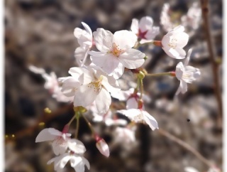 飯田橋駅の今日の桜。