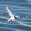 2026年5月10日の野鳥公園