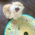 可愛いケーキのような。
