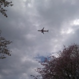 『「つぐみ・かわせみ」お花見③』の画像