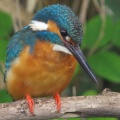 カワセミ（ちょっとだけ近くで撮影）