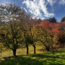 紅葉もいいけど、ススキも綺麗です