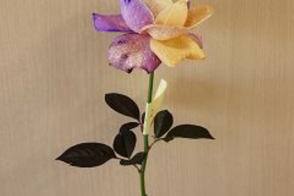 ハロウィン仮装で使う珍しいアイテム オレンジと紫のレインボーフラワー オリジナルカラーな切り花をお届け アートフラワーカメレオン