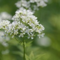 溜池の花
