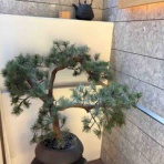 ぽぽちゃんのどりーむずかむとぅるー♪