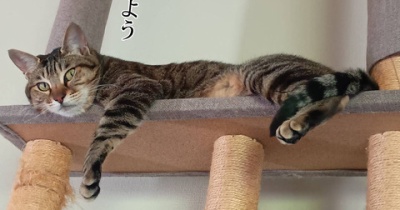 髪切りたい。と、これまた微妙…お花の波石つくりました。