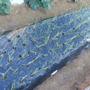 タマネギ一段落と長ネギ