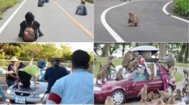 【社会】沖縄県警「新1年生の皆さん、交通ルールを守りましょう」…ネット「辺野古の道路に寝そべる活動家に聞かせてやれ」