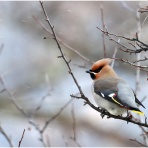 おとめちっくな夢もよう