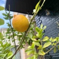 レモンが初めて収穫できました