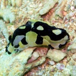 沖縄のウミウシをご紹介！