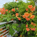 梅雨にも負けず🏵️