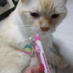 だいちゃんとはなちゃんの猫日記