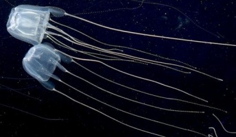 【必見】これからの季節に注意すべき毒を持った生き物【海編】