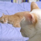 最近想うんだけど
