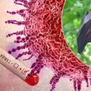 アジアで発生！高い致死率「ニパウイルス」入国時審査で水際対策始まる