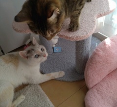 実物のﾈｺﾁｬﾝたちセカンド334