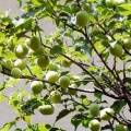 Graceland Style　３６　果樹を植える