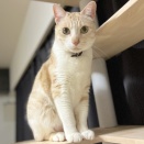 譲渡会のお知らせ