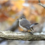 おとめちっくな夢もよう