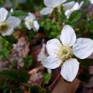 草ではないクサイチゴ