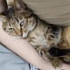 さすがに猫も暑そうや