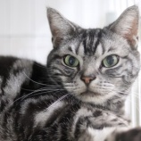 『【里親募集中】アメショーのモコちゃん』の画像