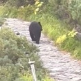 「でか、でかい」宿泊客がガラス越しに撮影　みくりが池温泉近くでクマ　きのう夕方　北アルプス立山室堂