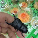 昆虫ショップGHOST（ゴースト）