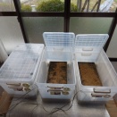 自分の苗をつくろう！夏野菜の種まきの方法です