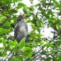 2026年7月16日の野鳥公園