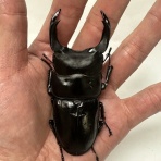 クワガタ自己満ラボ