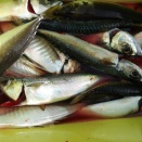 1月31日（土）晴　今日の釣果☆☆☆