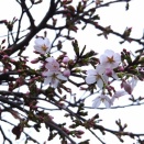 今年の春は余りにも足早なもので