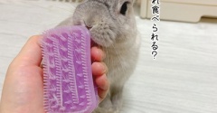 うさぎのルリ(9/6追記)